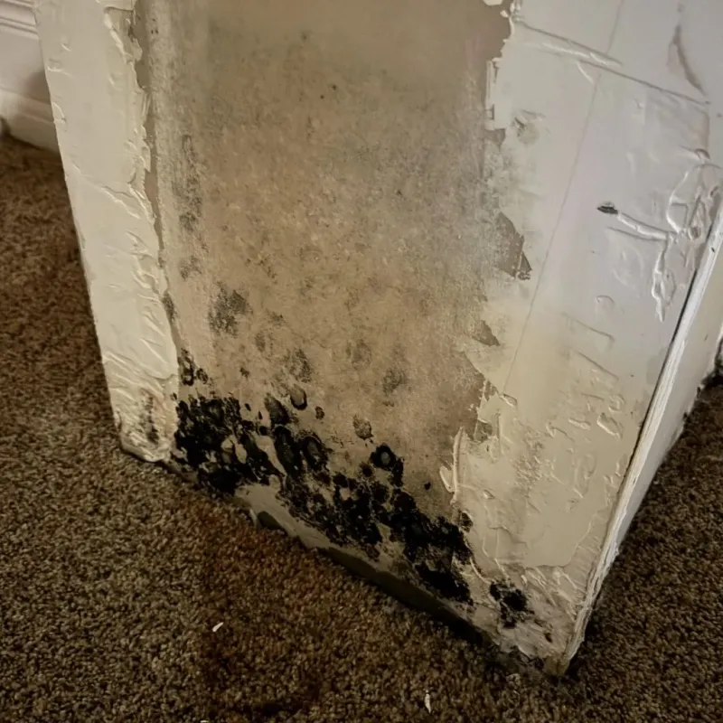 Professional Mold Removal in Chapmanville, WV